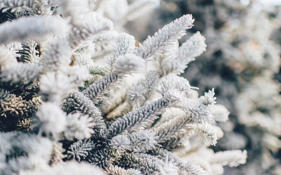 Surviving Divorce Series: 11 Tips for Getting Through the Holidays Intact