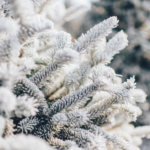 snowy pine tree