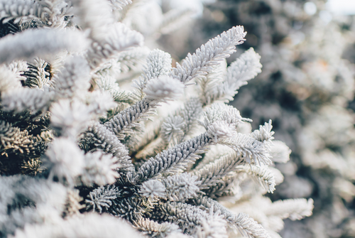 snowy pine tree